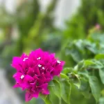 Ber Mai Inci Hotel Antalya