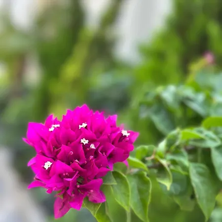 Ber Mai Inci Hotel Antalya